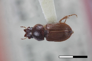  (Goiginus - USNM ENT 02004683)  @11 [ ] Unspecified (default): All Rights Reserved  Unspecified Unspecified