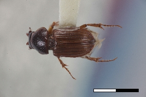  ( - USNM ENT 02004684)  @11 [ ] Unspecified (default): All Rights Reserved  Unspecified Unspecified