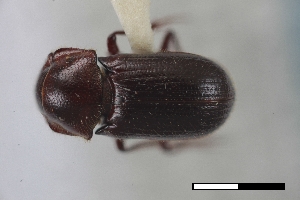  ( - USNM ENT 02004685)  @11 [ ] Unspecified (default): All Rights Reserved  Unspecified Unspecified