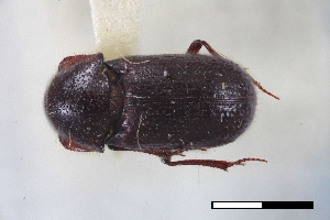  ( - USNM ENT 02004686)  @11 [ ] Unspecified (default): All Rights Reserved  Unspecified Unspecified