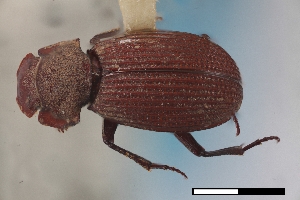  ( - USNM ENT 02004687)  @11 [ ] Unspecified (default): All Rights Reserved  Unspecified Unspecified