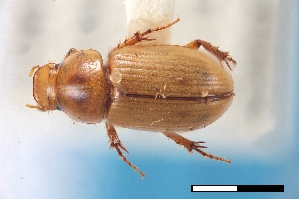  (Flaviellus aggregatus - USNM ENT 02004689)  @11 [ ] Unspecified (default): All Rights Reserved  Unspecified Unspecified