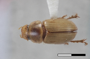  (Flaviellus phalerius - USNM ENT 02004691)  @11 [ ] Unspecified (default): All Rights Reserved  Unspecified Unspecified