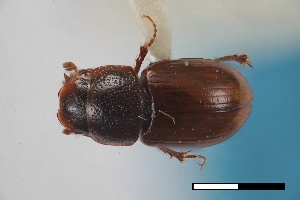  (Geomyphilus insolitus - USNM ENT 02004695)  @11 [ ] Unspecified (default): All Rights Reserved  Unspecified Unspecified