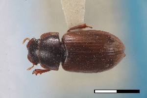  ( - USNM ENT 02004698)  @11 [ ] Unspecified (default): All Rights Reserved  Unspecified Unspecified