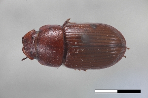  ( - USNM ENT 02004700)  @11 [ ] Unspecified (default): All Rights Reserved  Unspecified Unspecified