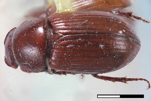  ( - USNM ENT 02004701)  @11 [ ] Unspecified (default): All Rights Reserved  Unspecified Unspecified