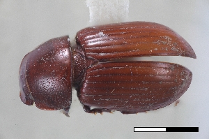  ( - USNM ENT 02004703)  @11 [ ] Unspecified (default): All Rights Reserved  Unspecified Unspecified