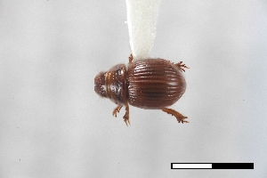  ( - USNM ENT 02004706)  @11 [ ] Unspecified (default): All Rights Reserved  Unspecified Unspecified