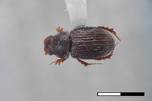  (Oxyomoides dyspistus - USNM ENT 02004718)  @11 [ ] Unspecified (default): All Rights Reserved  Unspecified Unspecified