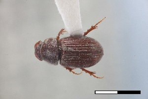  ( - USNM ENT 02004719)  @11 [ ] Unspecified (default): All Rights Reserved  Unspecified Unspecified