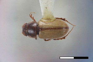  (Scabrostomus peculiosus - USNM ENT 02004720)  @11 [ ] Unspecified (default): All Rights Reserved  Unspecified Unspecified