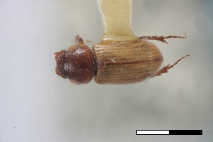  ( - USNM ENT 02004721)  @11 [ ] Unspecified (default): All Rights Reserved  Unspecified Unspecified