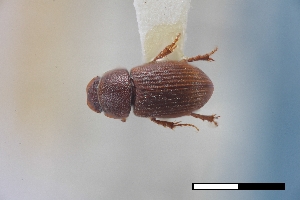  (Oxyomoides - USNM ENT 02004722)  @11 [ ] Unspecified (default): All Rights Reserved  Unspecified Unspecified