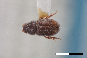  ( - USNM ENT 02004723)  @11 [ ] Unspecified (default): All Rights Reserved  Unspecified Unspecified