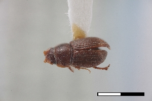  ( - USNM ENT 02004724)  @11 [ ] Unspecified (default): All Rights Reserved  Unspecified Unspecified