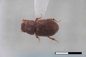  ( - USNM ENT 02004725)  @11 [ ] Unspecified (default): All Rights Reserved  Unspecified Unspecified