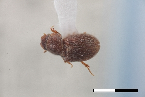  ( - USNM ENT 02004726)  @11 [ ] Unspecified (default): All Rights Reserved  Unspecified Unspecified