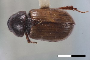  ( - USNM ENT 02004727)  @11 [ ] Unspecified (default): All Rights Reserved  Unspecified Unspecified