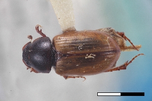  (Scabrostomus siccatus - USNM ENT 02004728)  @11 [ ] Unspecified (default): All Rights Reserved  Unspecified Unspecified