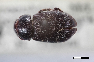  ( - USNM ENT 02004733)  @11 [ ] Unspecified (default): All Rights Reserved  Unspecified Unspecified