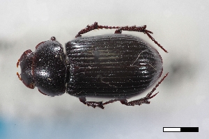  ( - USNM ENT 02004734)  @11 [ ] Unspecified (default): All Rights Reserved  Unspecified Unspecified