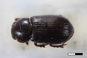  ( - USNM ENT 02004735)  @11 [ ] Unspecified (default): All Rights Reserved  Unspecified Unspecified