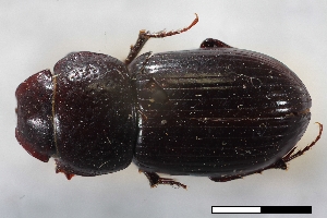  ( - USNM ENT 02004746)  @11 [ ] Unspecified (default): All Rights Reserved  Unspecified Unspecified