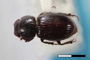  ( - USNM ENT 02004756)  @11 [ ] Unspecified (default): All Rights Reserved  Unspecified Unspecified