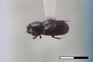  ( - USNM ENT 02004882)  @11 [ ] Unspecified (default): All Rights Reserved  Unspecified Unspecified