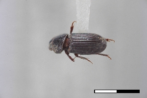  ( - USNM ENT 02004884)  @11 [ ] Unspecified (default): All Rights Reserved  Unspecified Unspecified