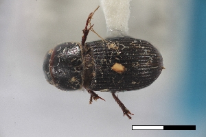  (Ataenius liogaster - USNM ENT 02004886)  @11 [ ] Unspecified (default): All Rights Reserved  Unspecified Unspecified