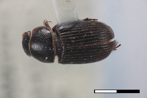  ( - USNM ENT 02004887)  @11 [ ] Unspecified (default): All Rights Reserved  Unspecified Unspecified