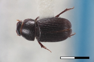  ( - USNM ENT 02004888)  @11 [ ] Unspecified (default): All Rights Reserved  Unspecified Unspecified