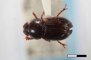  ( - USNM ENT 02004890)  @11 [ ] Unspecified (default): All Rights Reserved  Unspecified Unspecified