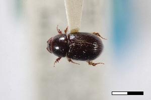  (Oscarinus welderi - USNM ENT 02004910)  @11 [ ] Unspecified (default): All Rights Reserved  Unspecified Unspecified