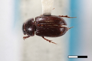  ( - USNM ENT 02004919)  @11 [ ] Unspecified (default): All Rights Reserved  Unspecified Unspecified