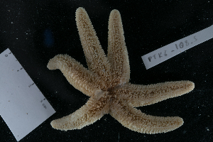  ( - PTK6_108.5_dup)  @11 [ ] Unspecified (default): All Rights Reserved  Unspecified Unspecified