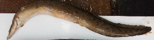  ( - ALD24)  @11 [ ] Copyright (2016) Dr. G.D Khedkar PAUL HEBERTCENTRE FOR DNA BARCODING BIODIVERSITY STUDIES