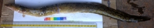  ( - AMD49)  @12 [ ] Copyright (2014) Dr. G.D Khedkar PAULHEBERT CENTER FOR DNA BARCODIND AND BIODIVERSITY STUDIES