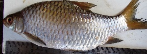  ( - DRR12)  @11 [ ] Copyright (2016) Dr. G.D Khedkar PAUL HEBERTCENTRE FOR DNA BARCODING BIODIVERSITY STUDIES