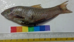  ( - GNT2)  @11 [ ] Copyright (2014) PHCDBS Paul Hebert Centre For DNA Barcoding And Biodiversity Studies