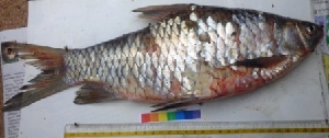 (Hypselobarbus lithopidos - DVD35)  @11 [ ] Copyright (2014) PHCDBS Paul Hebert Centre For DNA Barcoding And Biodiversity Studies