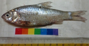  ( - NGK1)  @12 [ ] Copyright (2014) PHCDBS Paul Hebert Centre For DNA Barcoding And Biodiversity Studies