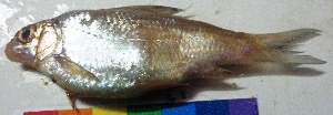  (Hypselobarbus dubius - GNT5)  @11 [ ] Copyright (2025) Dr. G.D. Khedkar Paul Hebert Centre For DNA Barcoding And Biodiversity Studies