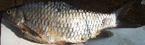  ( - GOT20)  @11 [ ] Copyright (2016) Dr. G.D Khedkar PAUL HEBERTCENTRE FOR DNA BARCODING BIODIVERSITY STUDIES