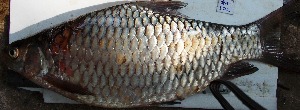  ( - GOT21)  @11 [ ] Copyright (2016) Dr. G.D Khedkar PAUL HEBERTCENTRE FOR DNA BARCODING BIODIVERSITY STUDIES