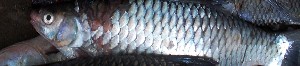  ( - GOT3)  @11 [ ] Copyright (2017) Dr. G.D. Khedkar Paul Hebert Centre For DNA Barcoding And Biodiversity Studies