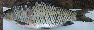  ( - GOT4)  @11 [ ] Copyright (2016) Dr. G.D Khedkar PAUL HEBERTCENTRE FOR DNA BARCODING BIODIVERSITY STUDIES
