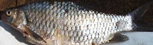  ( - GOT7)  @11 [ ] Copyright (2016) Dr. G.D Khedkar PAUL HEBERTCENTRE FOR DNA BARCODING BIODIVERSITY STUDIES